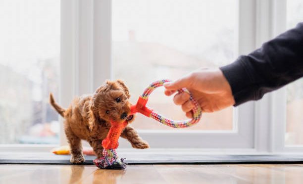 Quel jouet pour un chien qui mordille ?