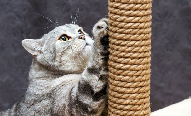 Comment choisir son arbre ou griffoir pour chat ?