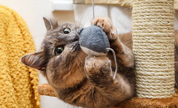 Quel est le jouet préféré des chats ?