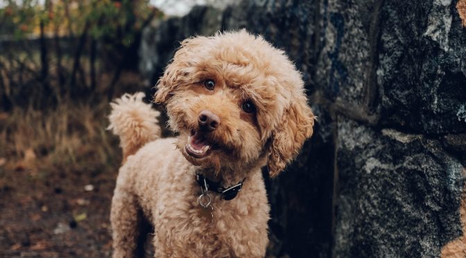 Les 5 races de chiens les plus difficiles à dresser : un défi pour les passionnés