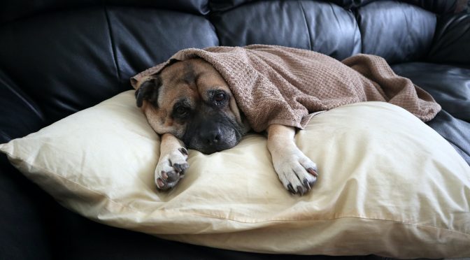 Les meilleurs accessoires pour les chiens seniors : une vieillesse en bonne santé