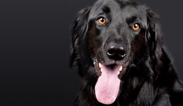 10 astuces pour garder votre chien hydraté pendant vos voyages