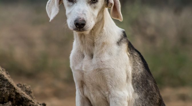 Les colliers militaires pour chiens : une tendance en plein essor chez les propriétaires d’animaux