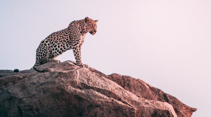 Comment Faire Face aux Animaux Sauvages en Survie : Astuces et Précautions